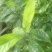 栀子花。