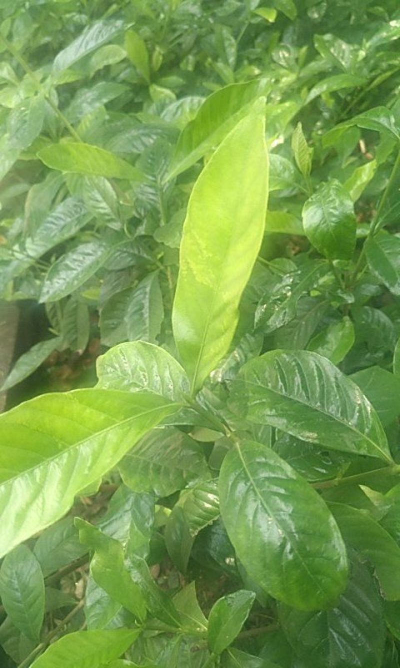 栀子花。