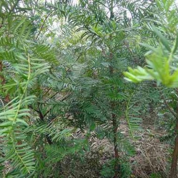 云南红豆杉