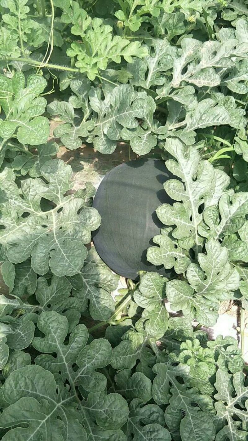 陕西大荔黑无籽西瓜大量上市中，欢迎各大团队前来产地采购