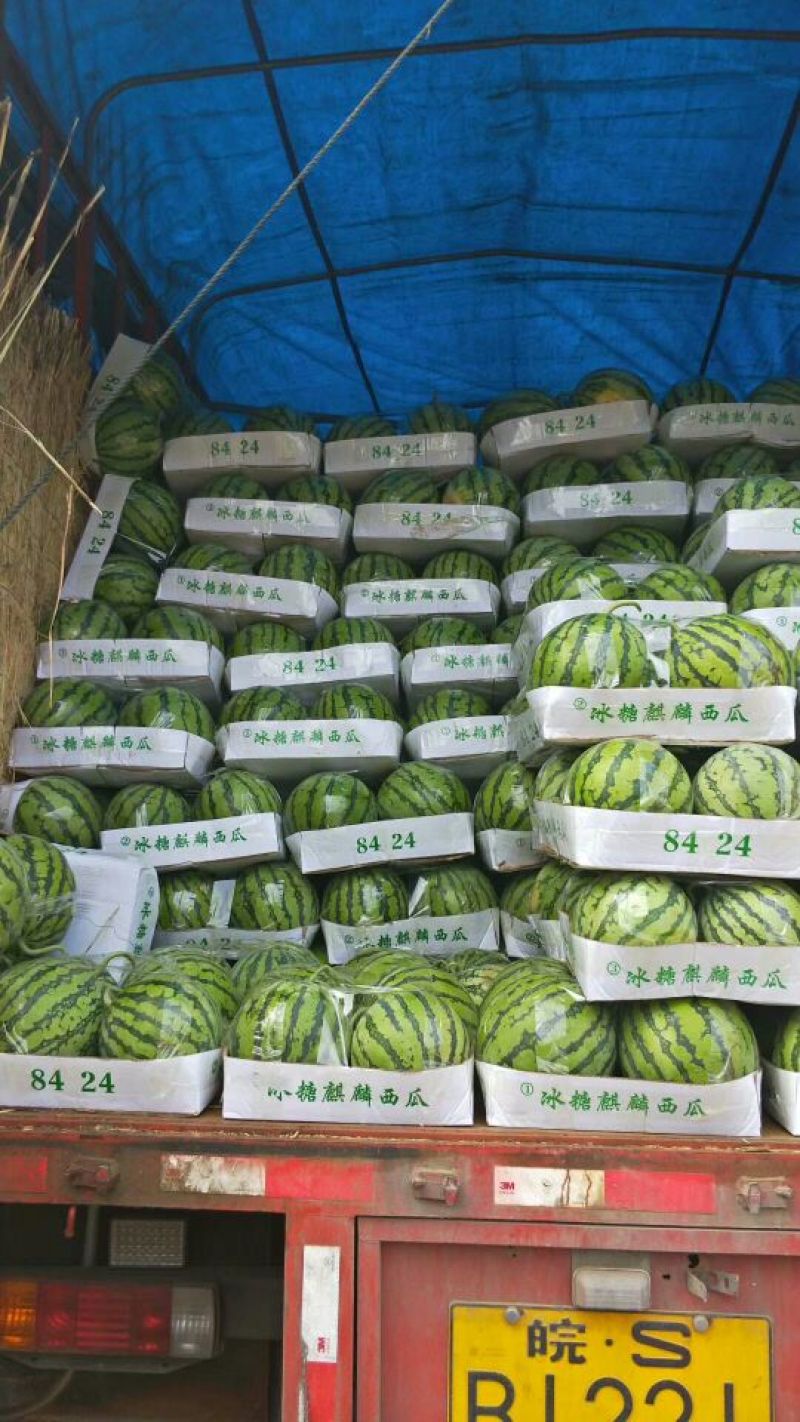 夏邑8424西瓜🍉🍉，货源充足，，，