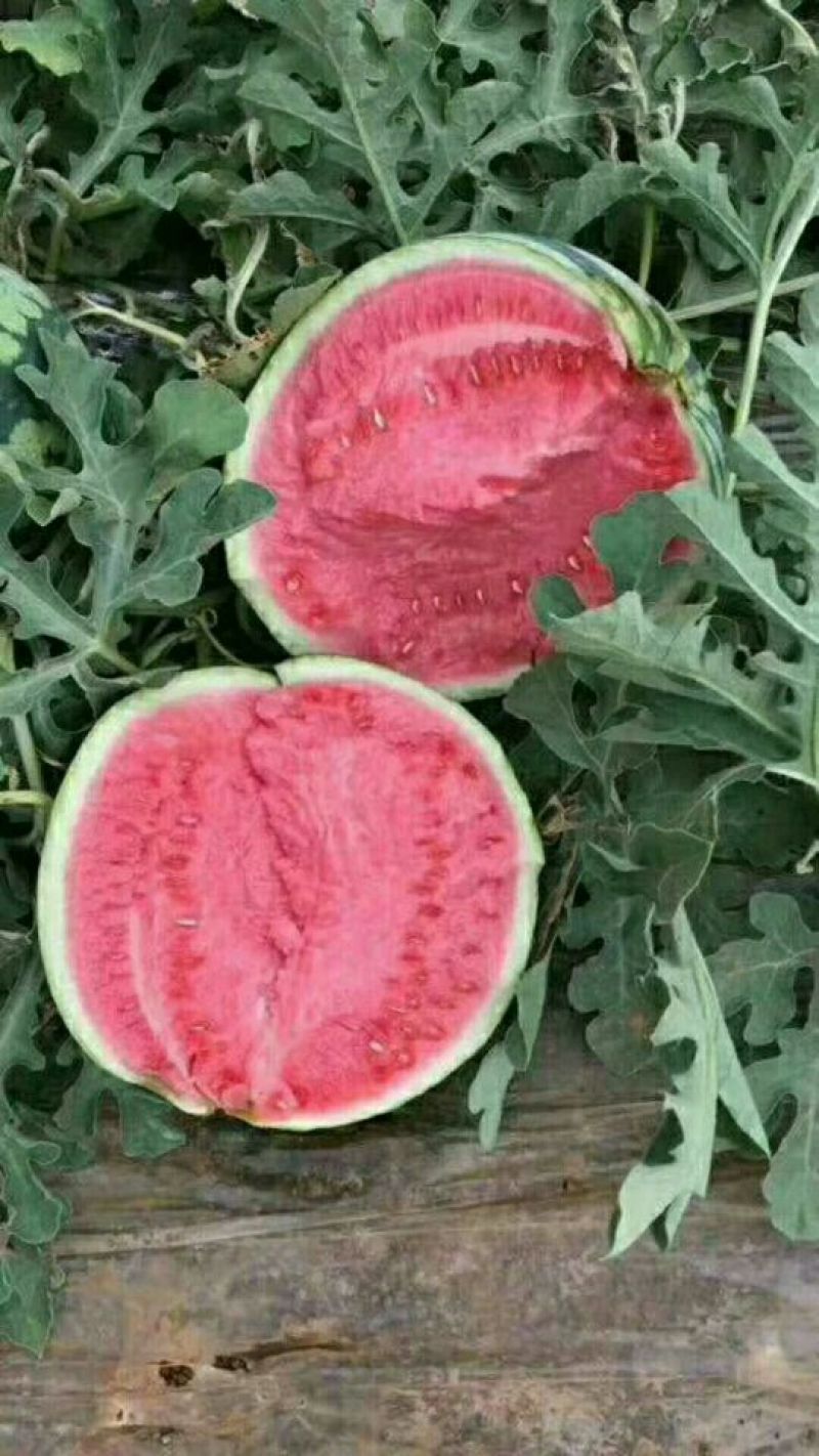 夏邑8424西瓜🍉🍉，货源充足，，，