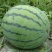 夏邑8424西瓜🍉🍉，货源充足，，，