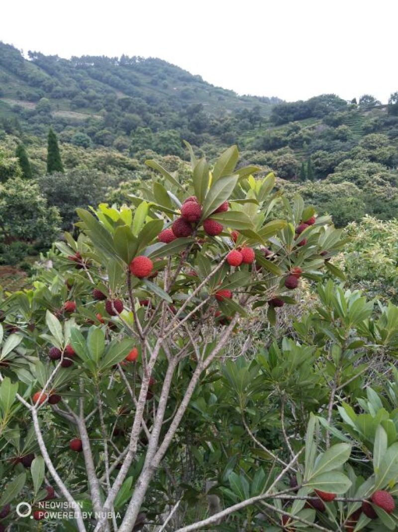 乌紫杨梅