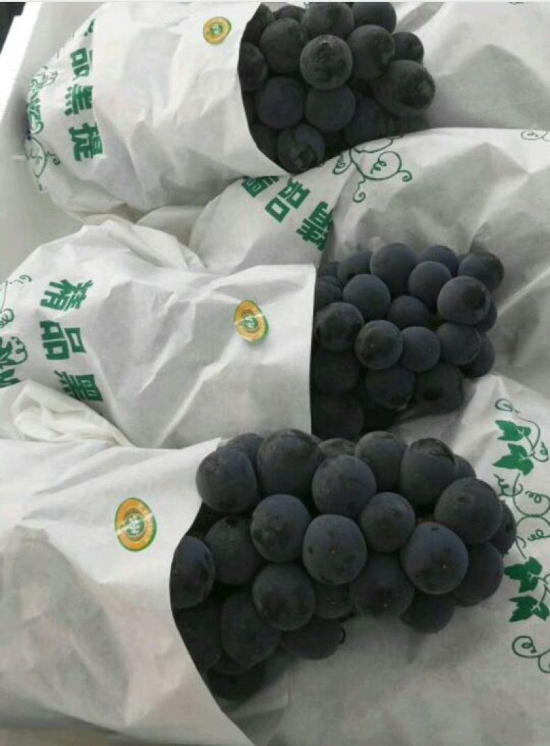 陕西大荔夏黑葡萄大量上市中，欢迎各大团队前来产地采购