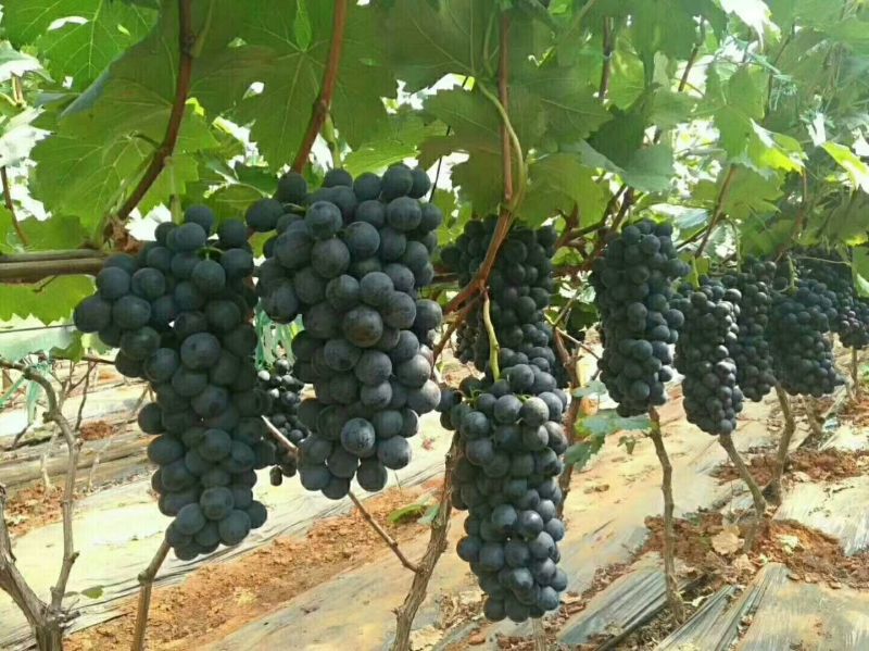 陕西大荔夏黑葡萄大量上市中，欢迎各大团队前来产地采购