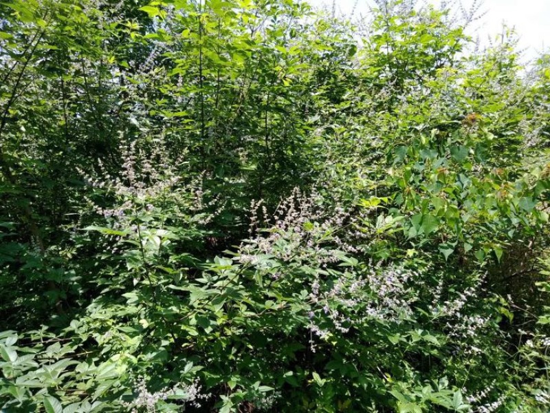 荆条蜜蜜浓不怕巷子深