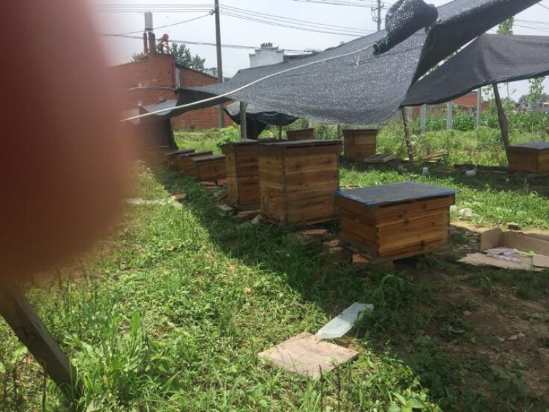 荆条蜜蜜浓不怕巷子深
