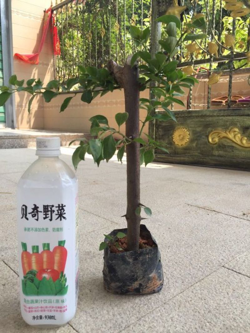 三角梅小苗，三角梅批发，三角梅价格