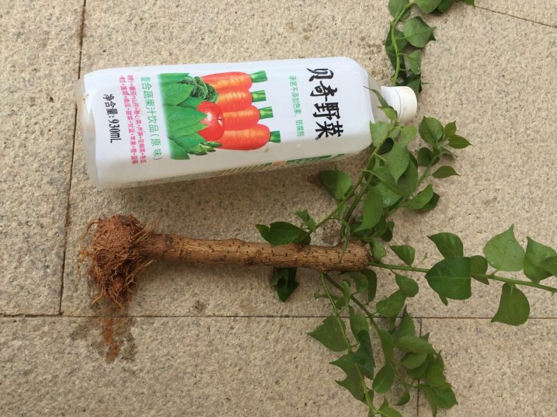 三角梅小苗，三角梅批发，三角梅价格