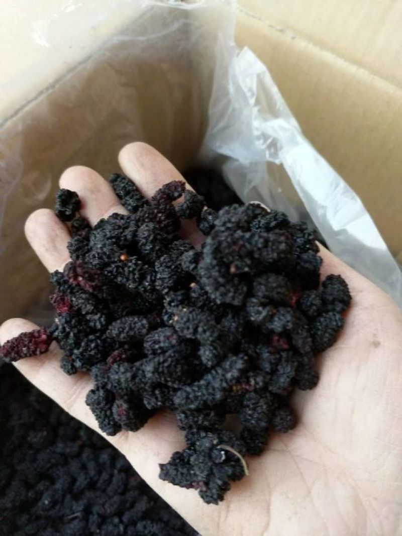 桑葚干食品级
