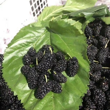 桑葚干食品级