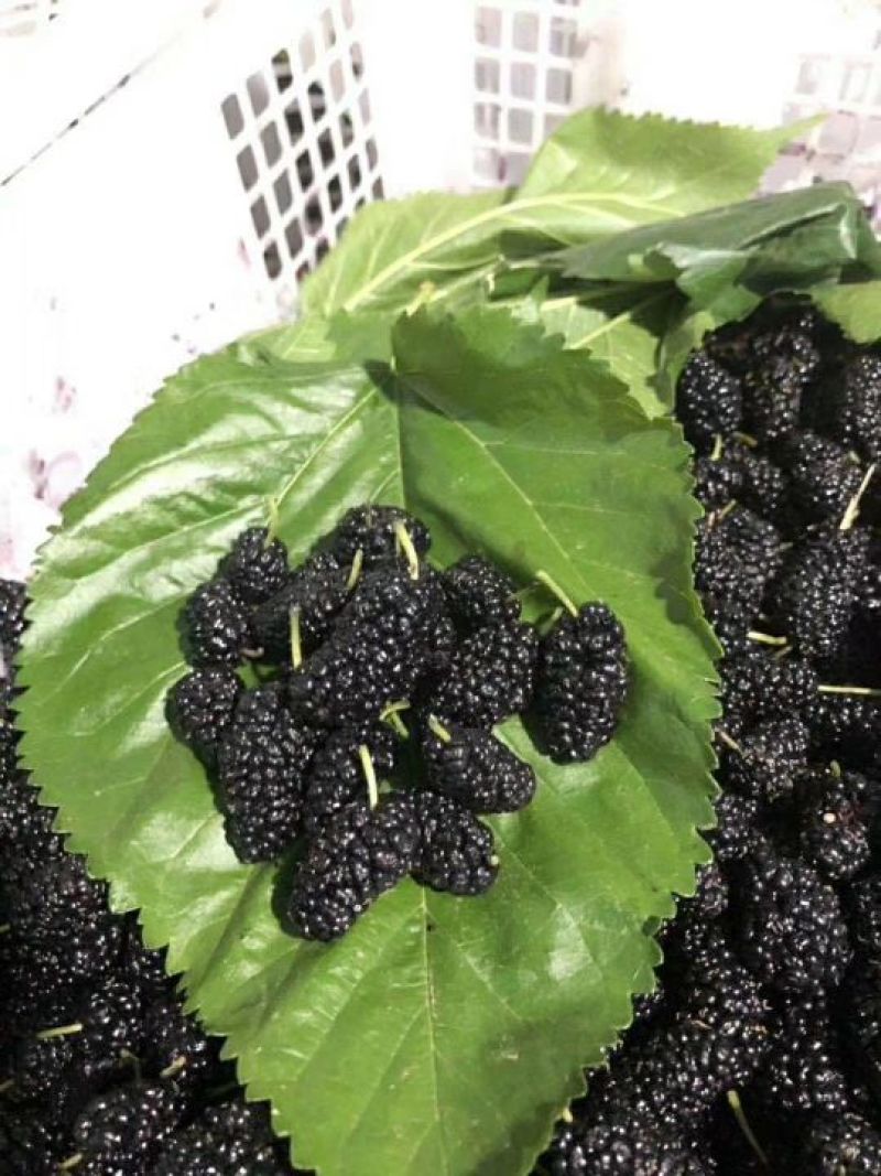桑葚干食品级