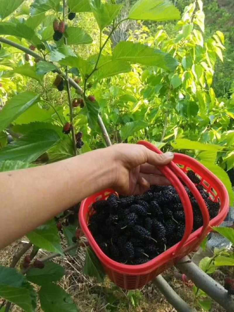 桑葚干食品级