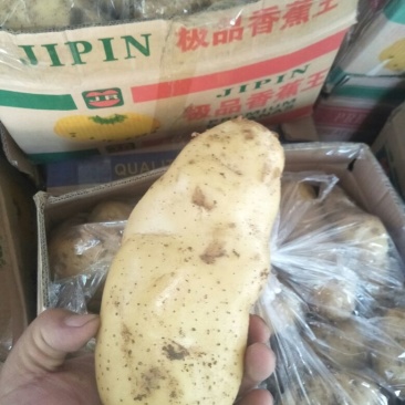 万亩新荷兰十五土豆黄心黄皮大量上市，质量包证，颜色好