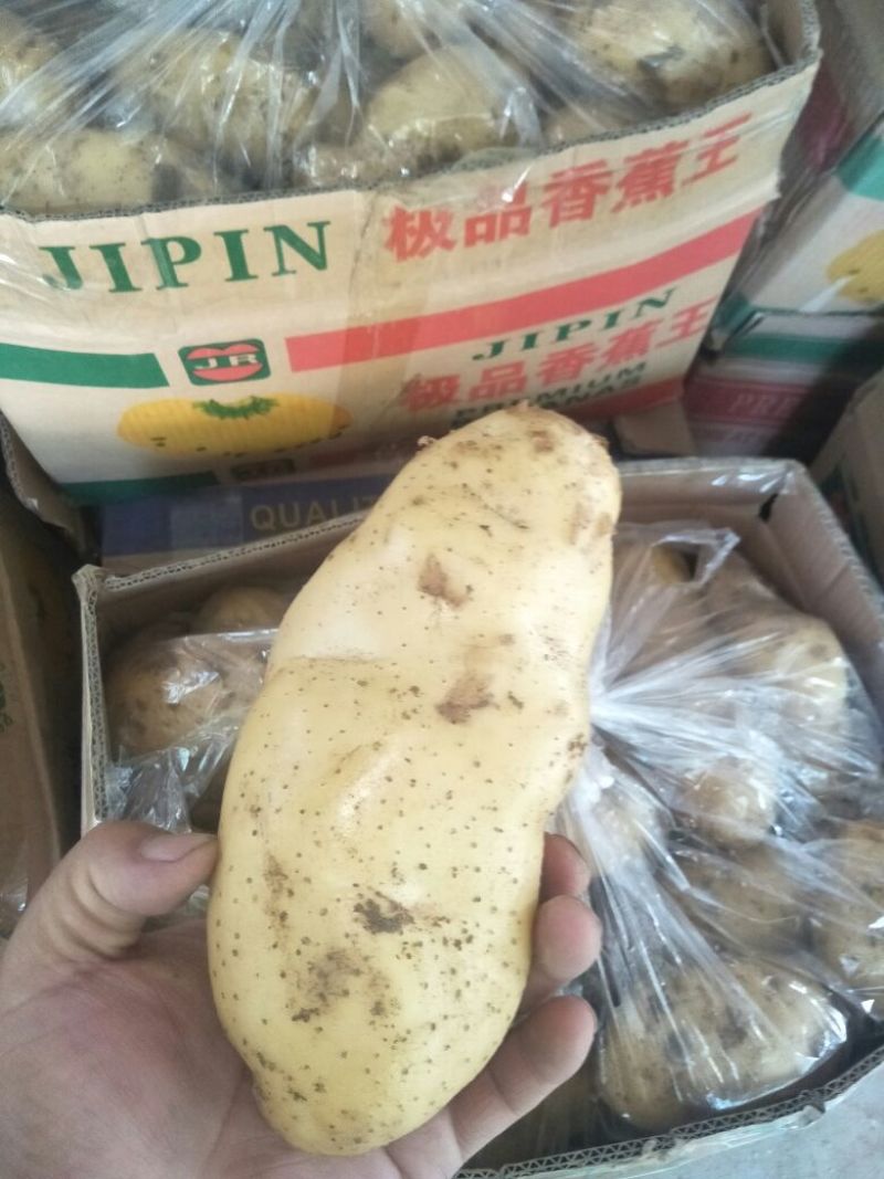万亩新荷兰十五土豆黄心黄皮大量上市，质量包证，颜色好