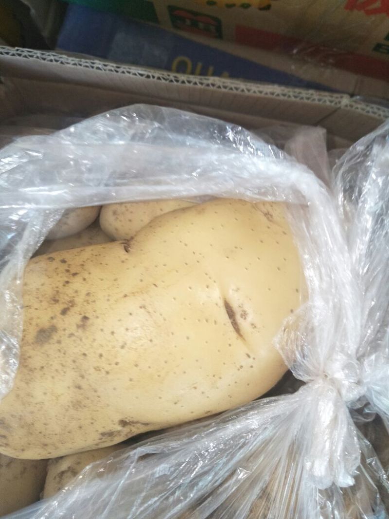万亩新荷兰十五土豆黄心黄皮大量上市，质量包证，颜色好