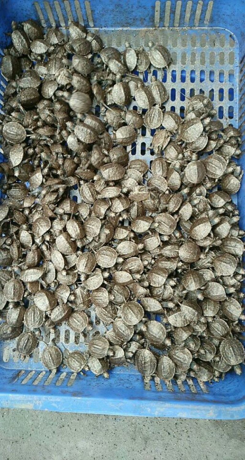甲鱼脚子团鱼苗√优质品种甲鱼鱼苗🌟优选苗支持全国发货