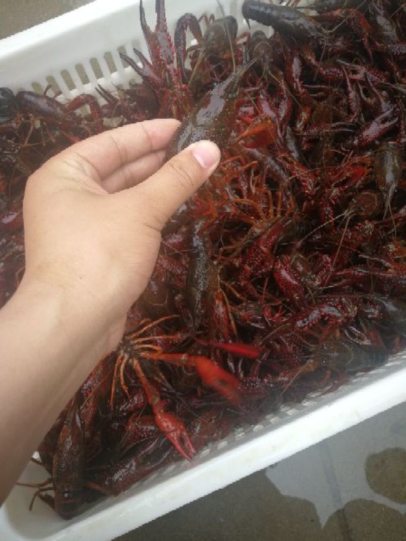 鲜活小龙虾清水特大中青中红青壳虾红壳虾新鲜水产批发