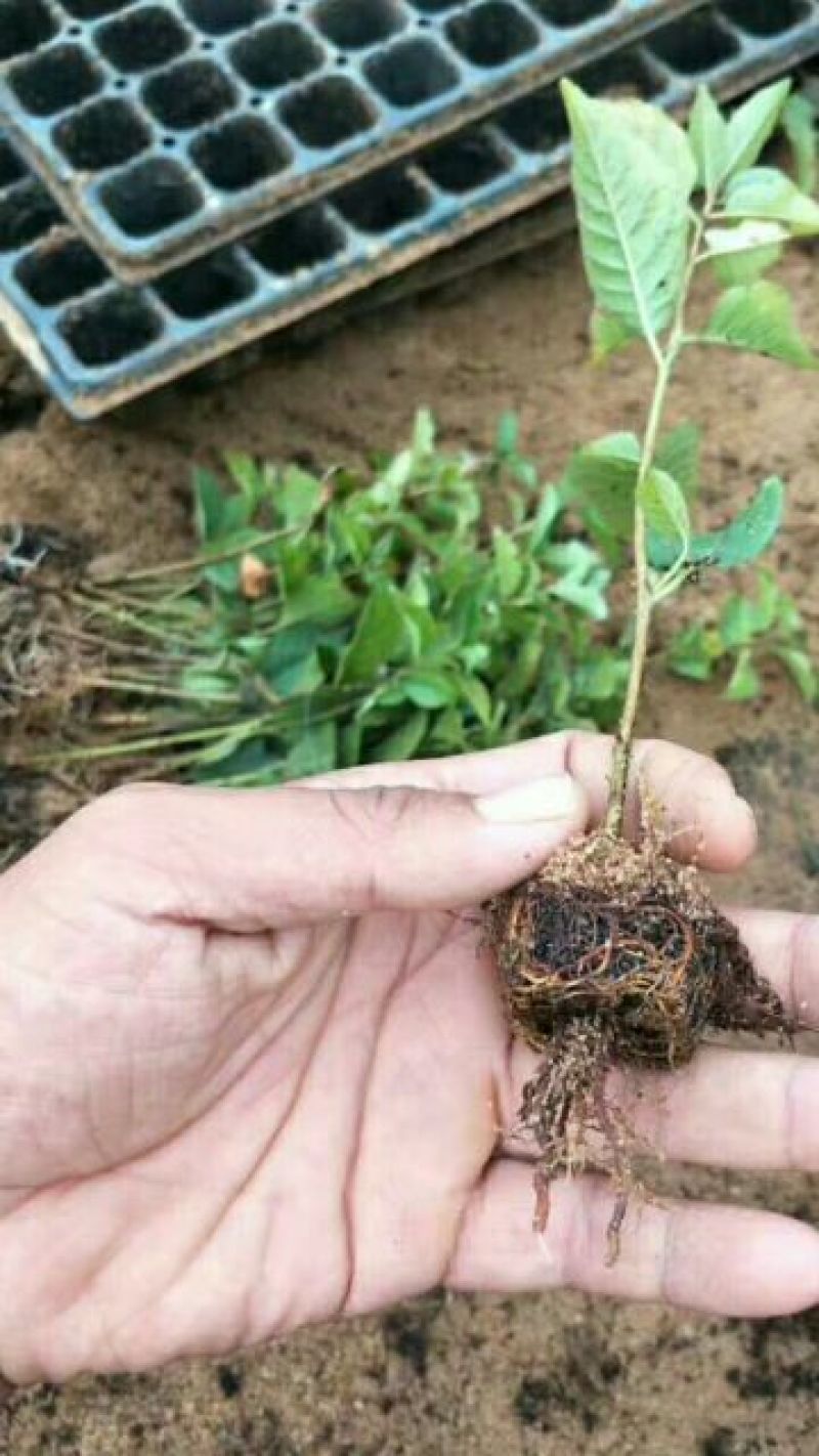 吉塞拉砧木吉塞拉6号12号砧木苗，嫁接樱桃树苗的优选矮化