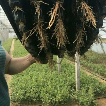 吉塞拉砧木吉塞拉6号12号砧木苗，嫁接樱桃树苗的优选矮化