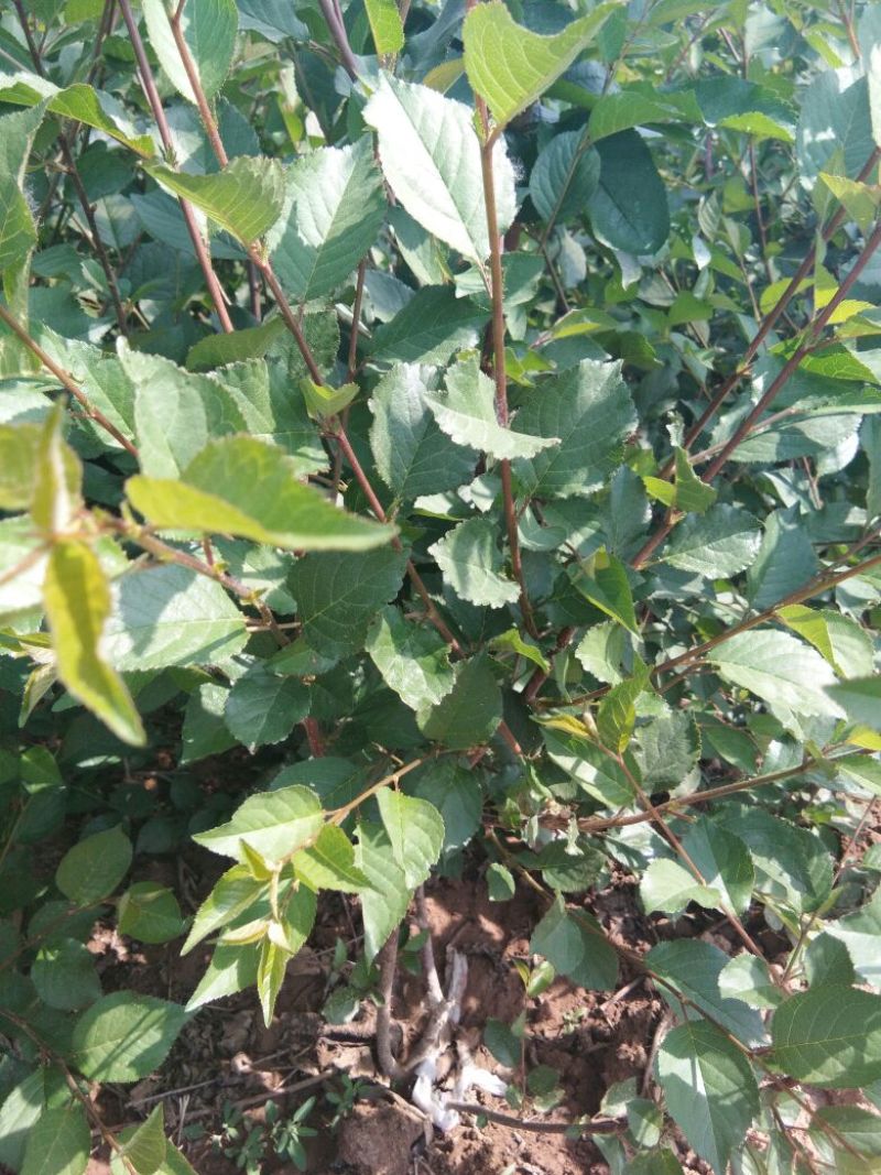 吉塞拉砧木吉塞拉6号12号砧木苗，嫁接樱桃树苗的优选矮化