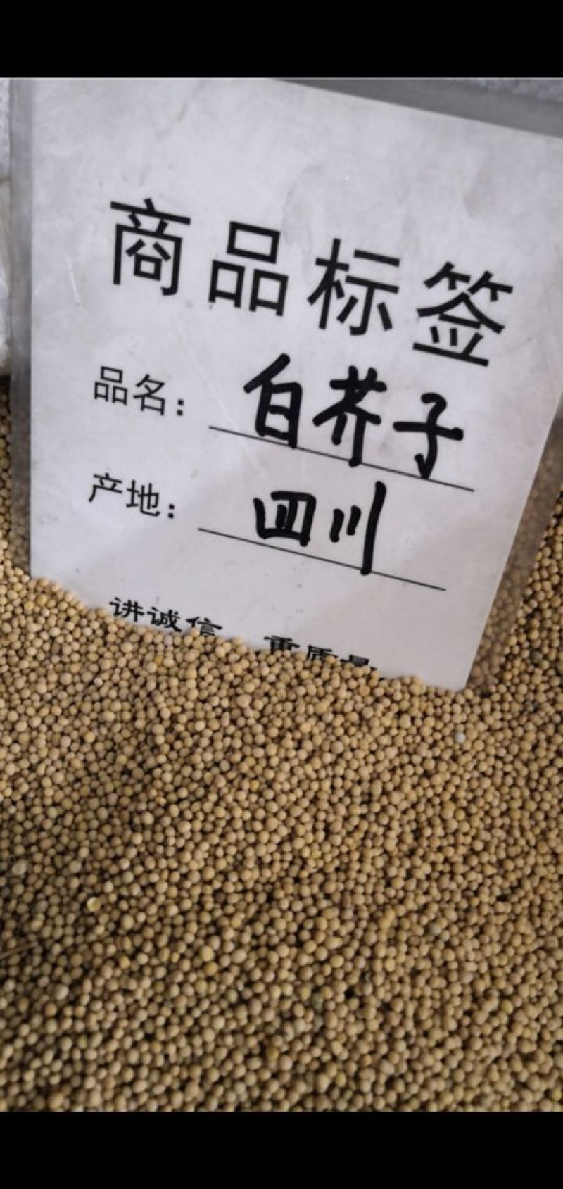 白芥子国产四川