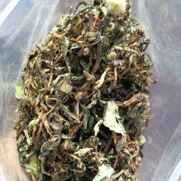 蒲公英干叶