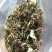 蒲公英干叶