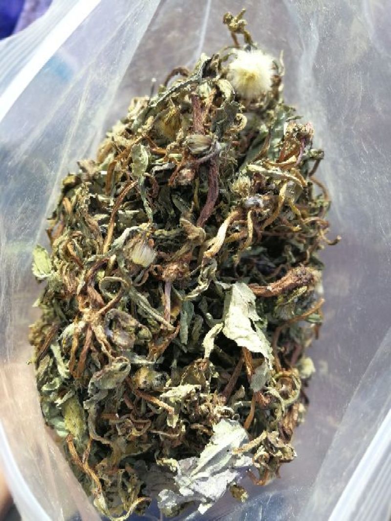 蒲公英干叶