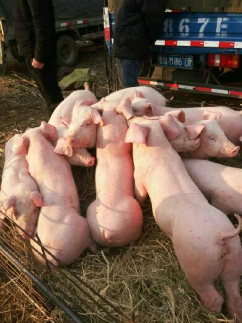 三元仔猪常年供应包成活率、免费送猪到家