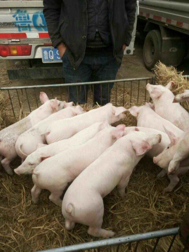 三元仔猪常年供应包成活率、免费送猪到家