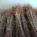 极早熟露天春雪芽变桃苗大棚露天都可栽植