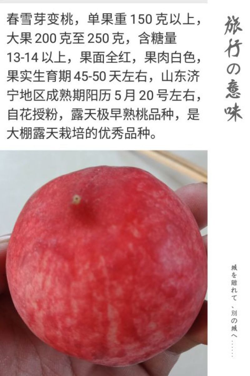 极早熟露天春雪芽变桃苗大棚露天都可栽植