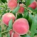 极早熟露天春雪芽变桃苗大棚露天都可栽植