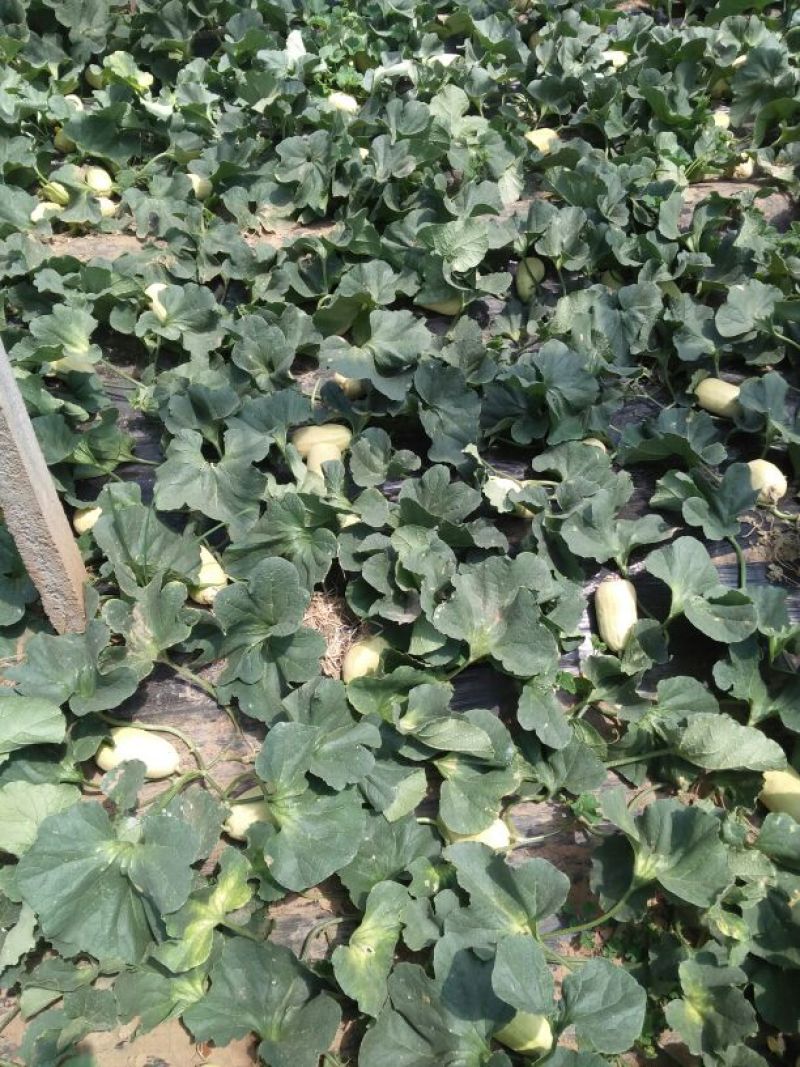 头茬弥河火银瓜0.5斤以上精品