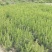 营养袋油松，营养杯油松，侧柏