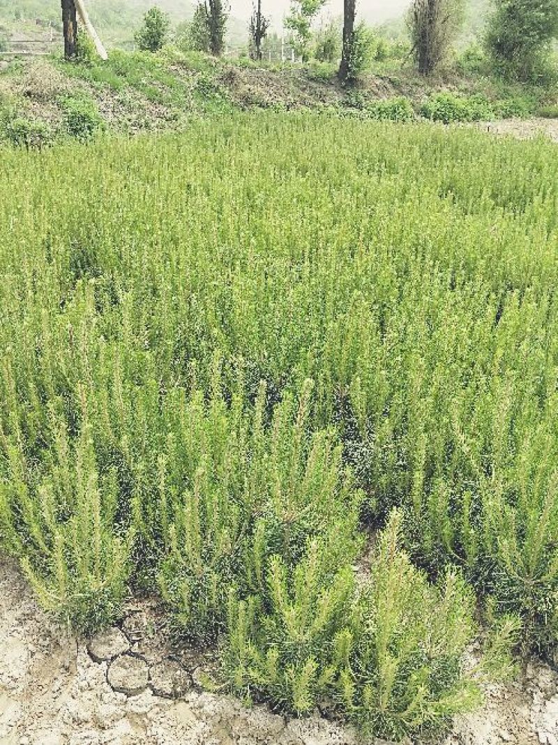 营养袋油松，营养杯油松，侧柏