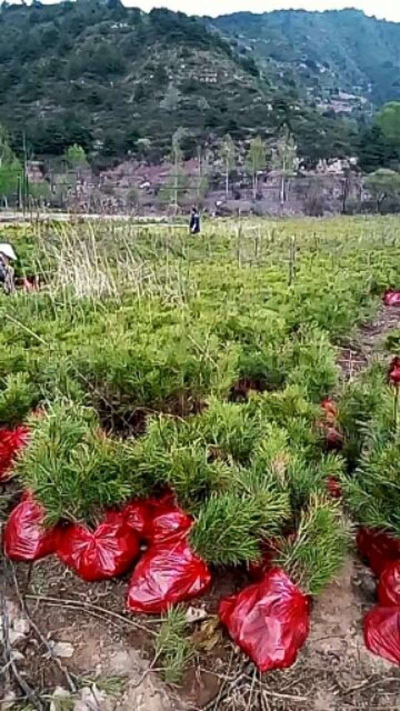 营养袋油松，营养杯油松，侧柏