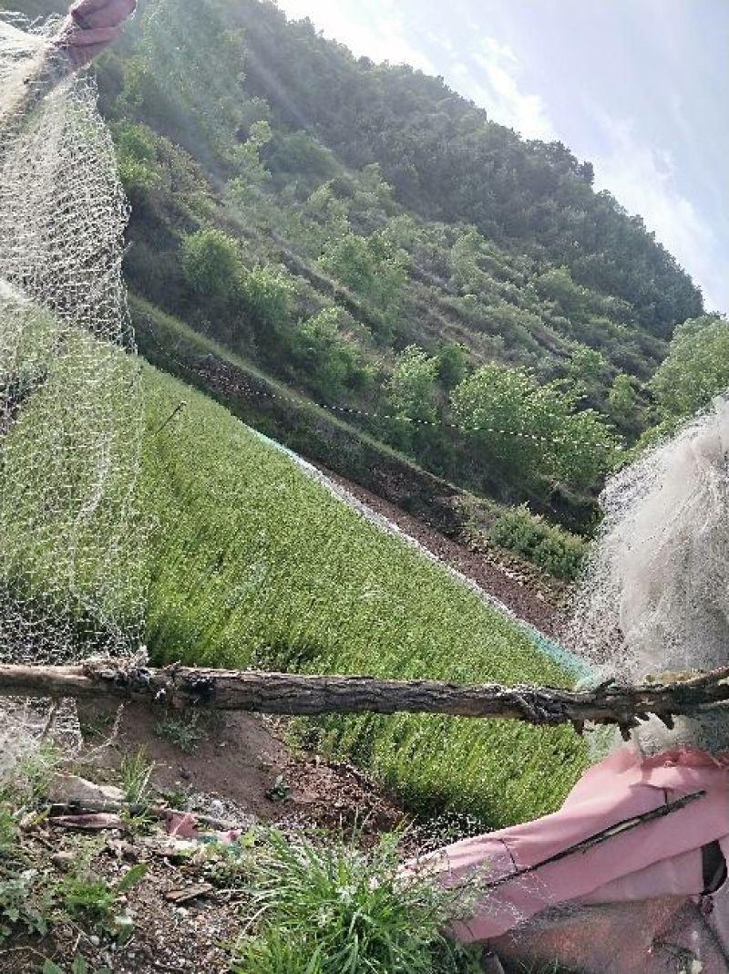 营养袋油松，营养杯油松，侧柏
