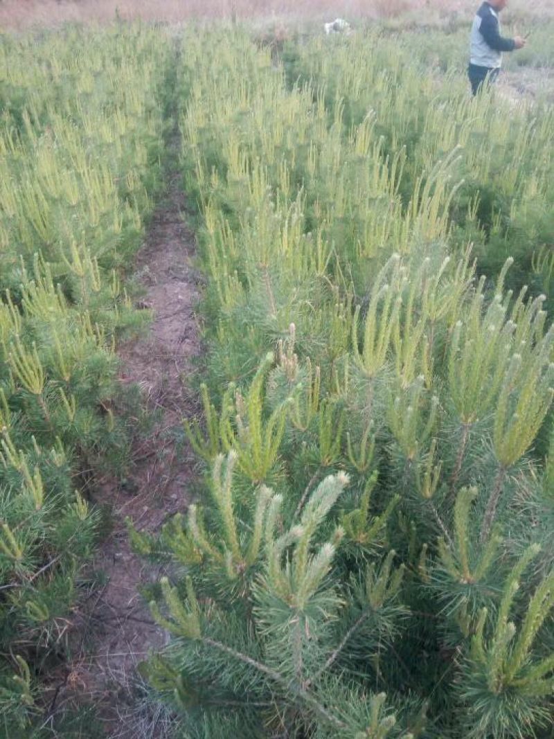 营养袋油松，营养杯油松，侧柏