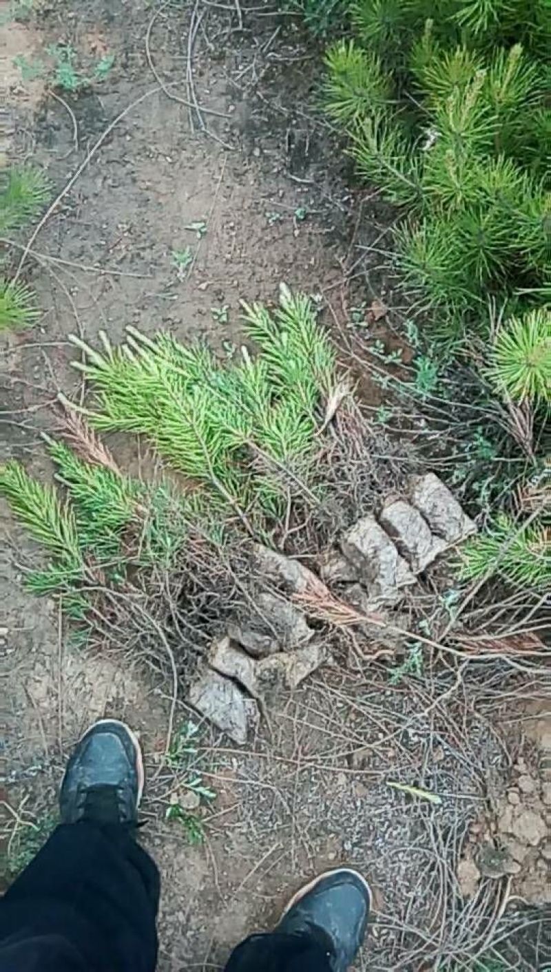 营养袋油松，营养杯油松，侧柏