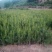 营养袋油松，营养杯油松，侧柏