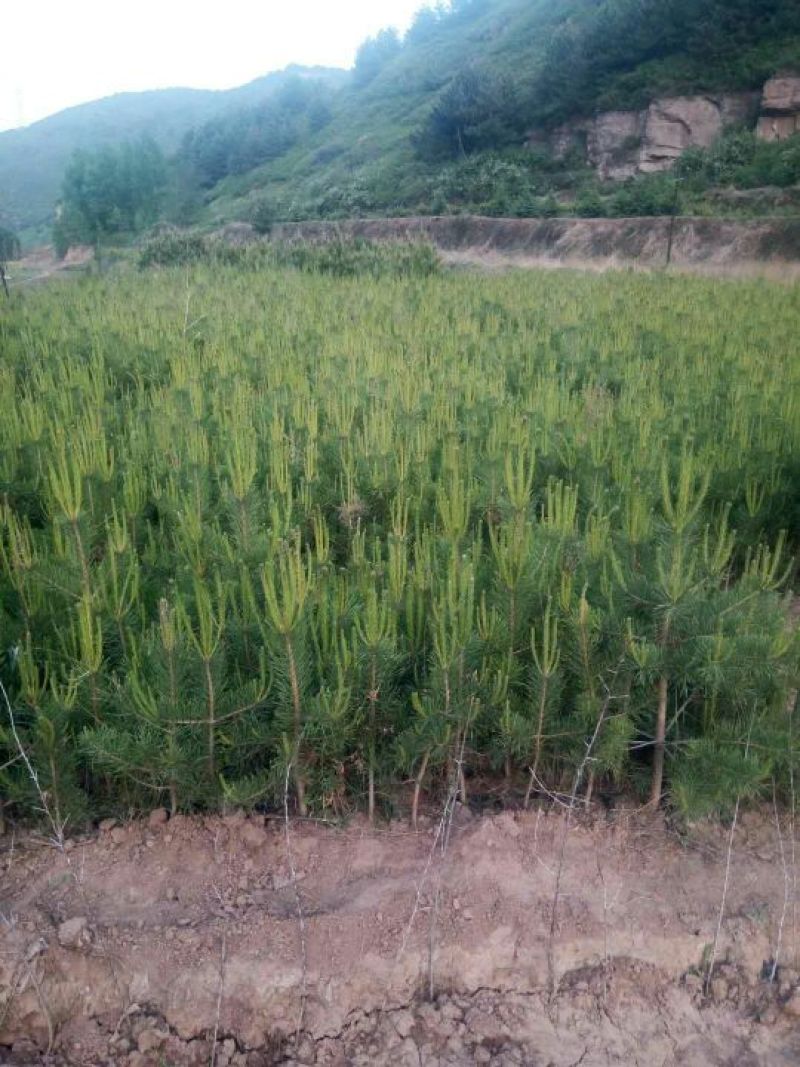 营养袋油松，营养杯油松，侧柏
