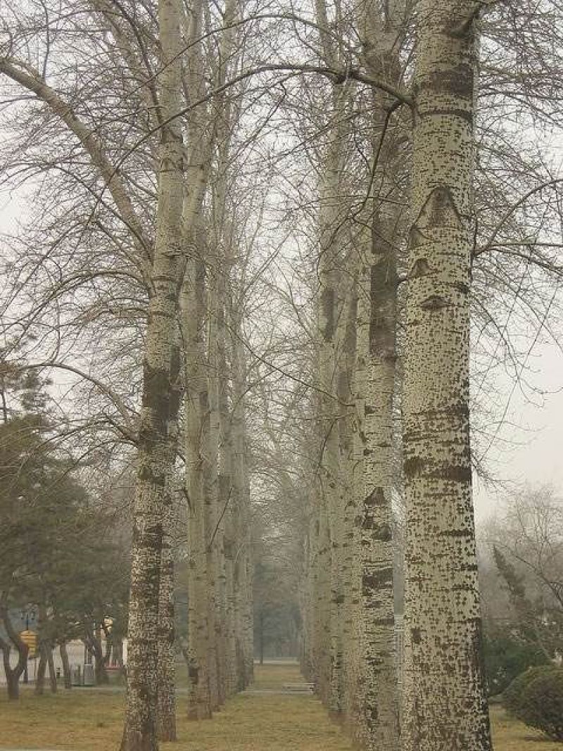 白杨皮