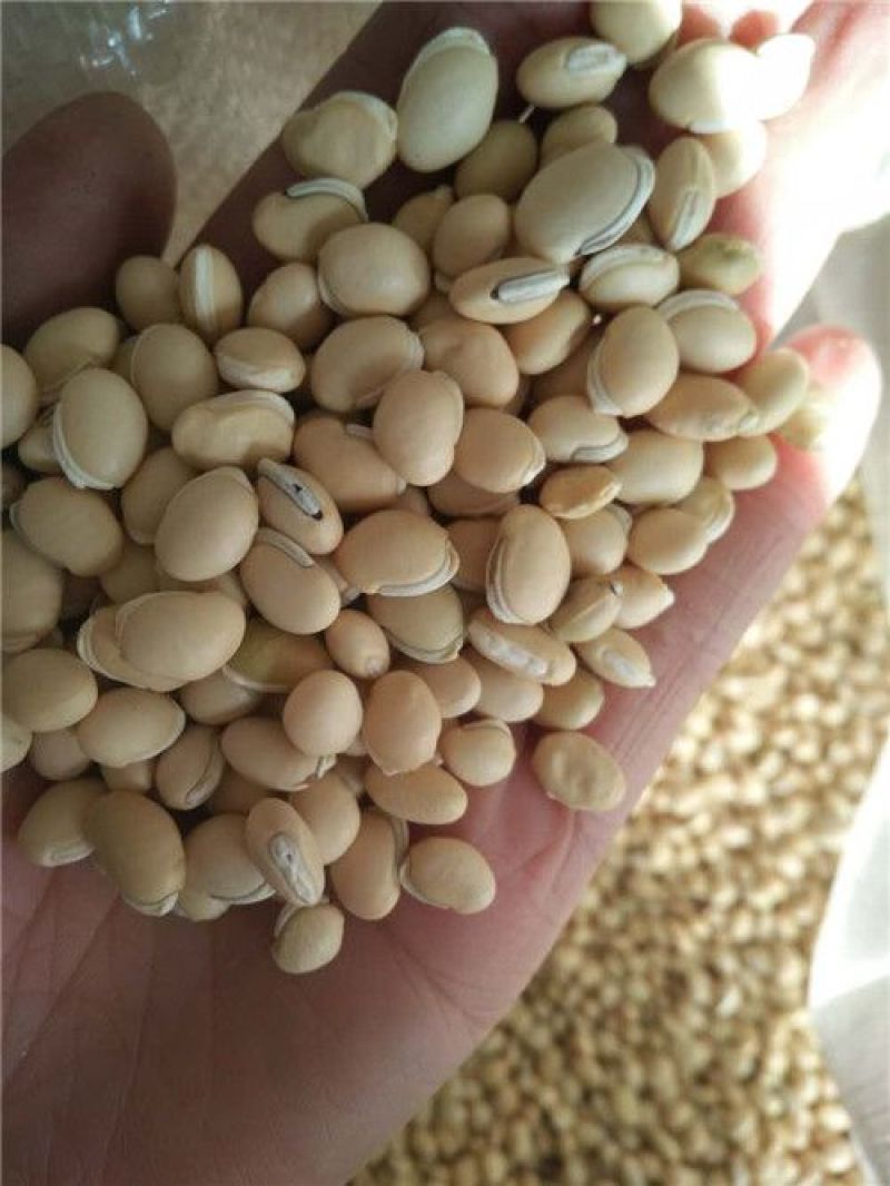 白扁豆中药材
