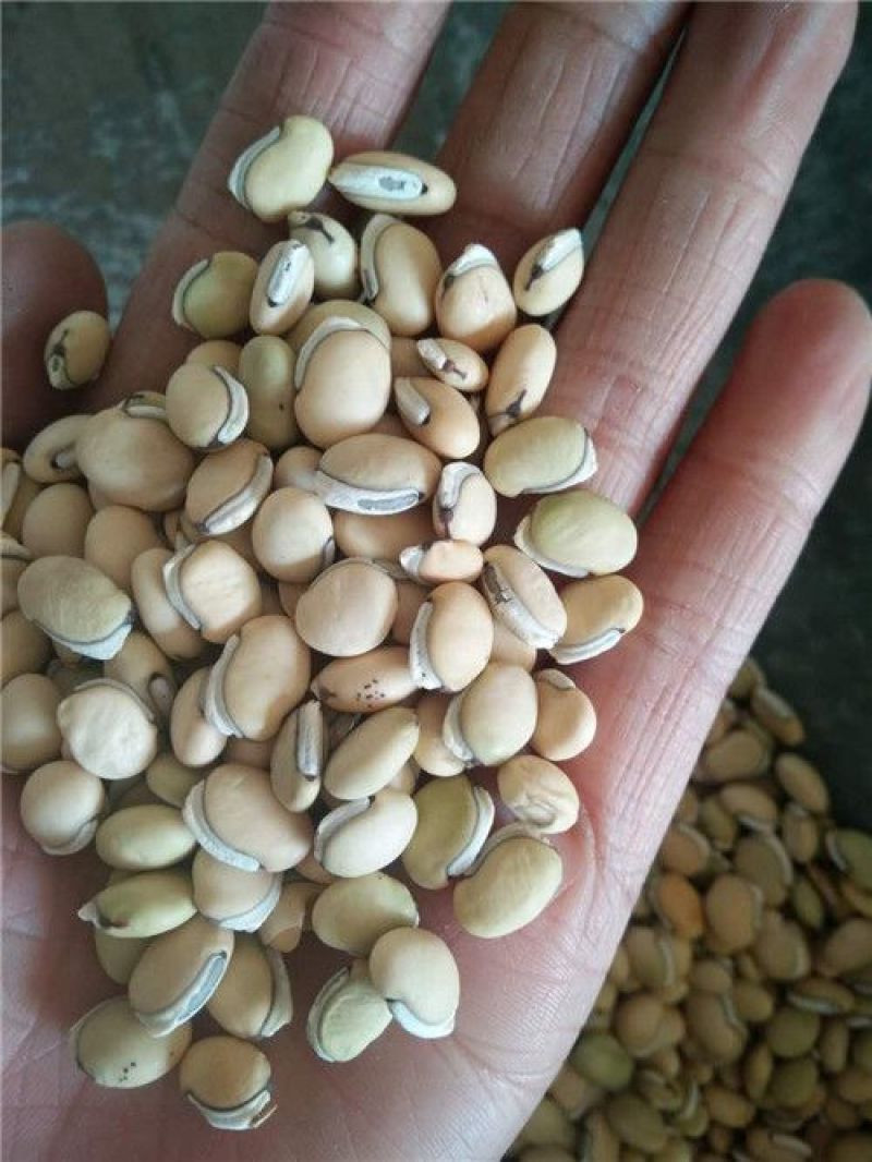 白扁豆中药材