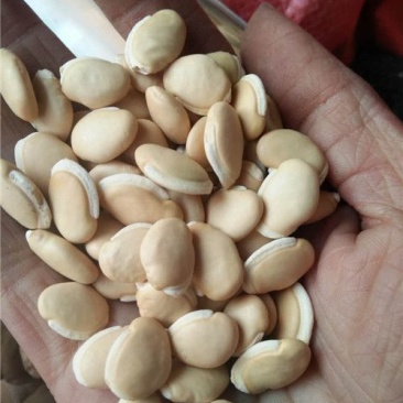 白扁豆中药材