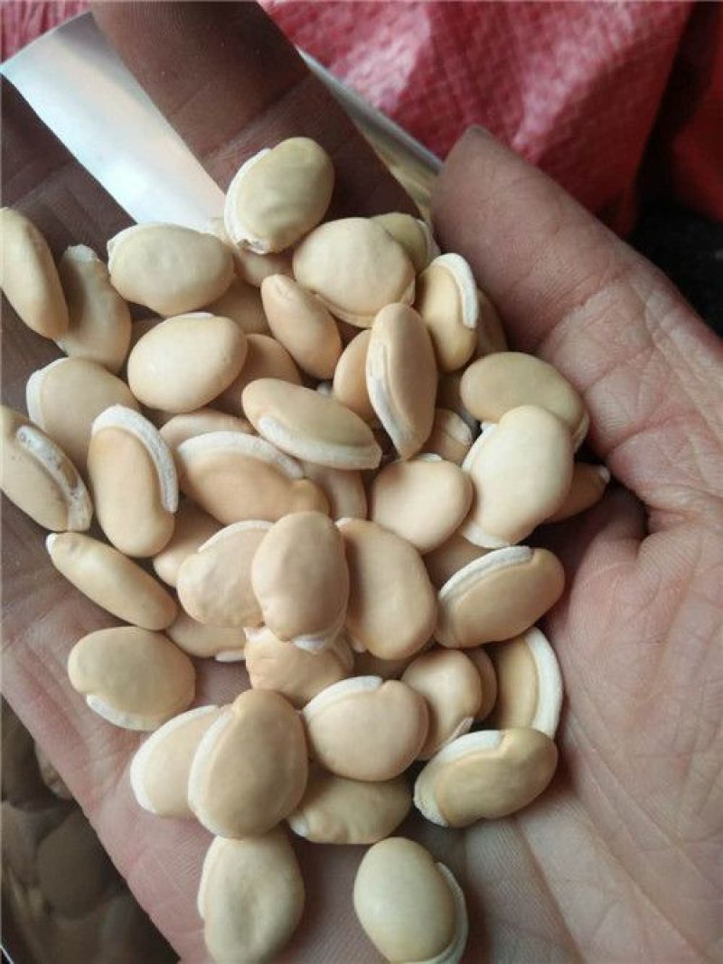 白扁豆中药材