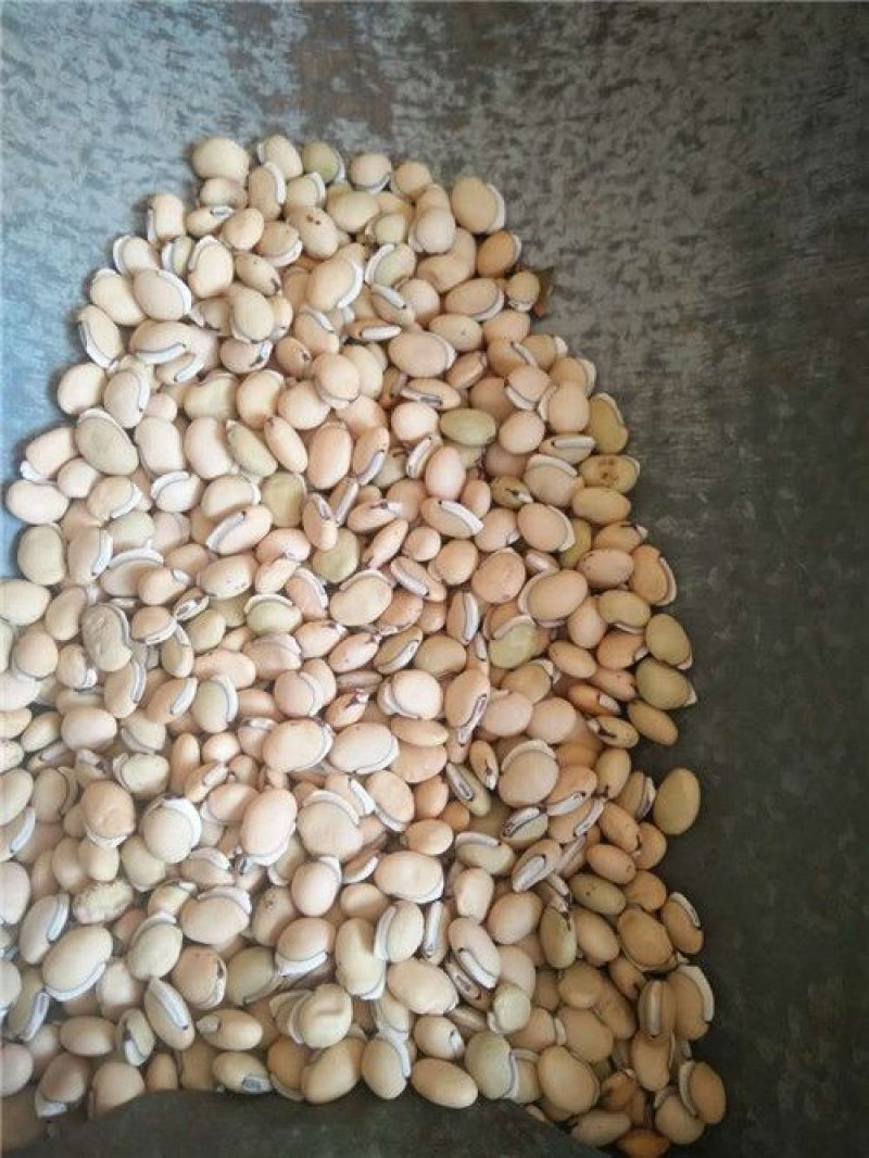 白扁豆中药材